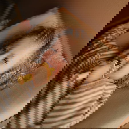 Brosse à dent silicone | Jaune - Mushie