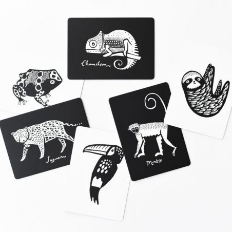 Cartes imagier Foret tropicale Cartes imagier Foret tropicale