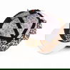 Casquette Enfant | Leopard 6 Limited edition - Hello Hossy