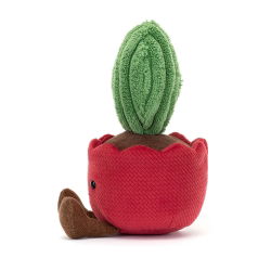 Cactus coeur Kerrii