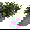 Cache-pot damier rose et vert - Sélection déco