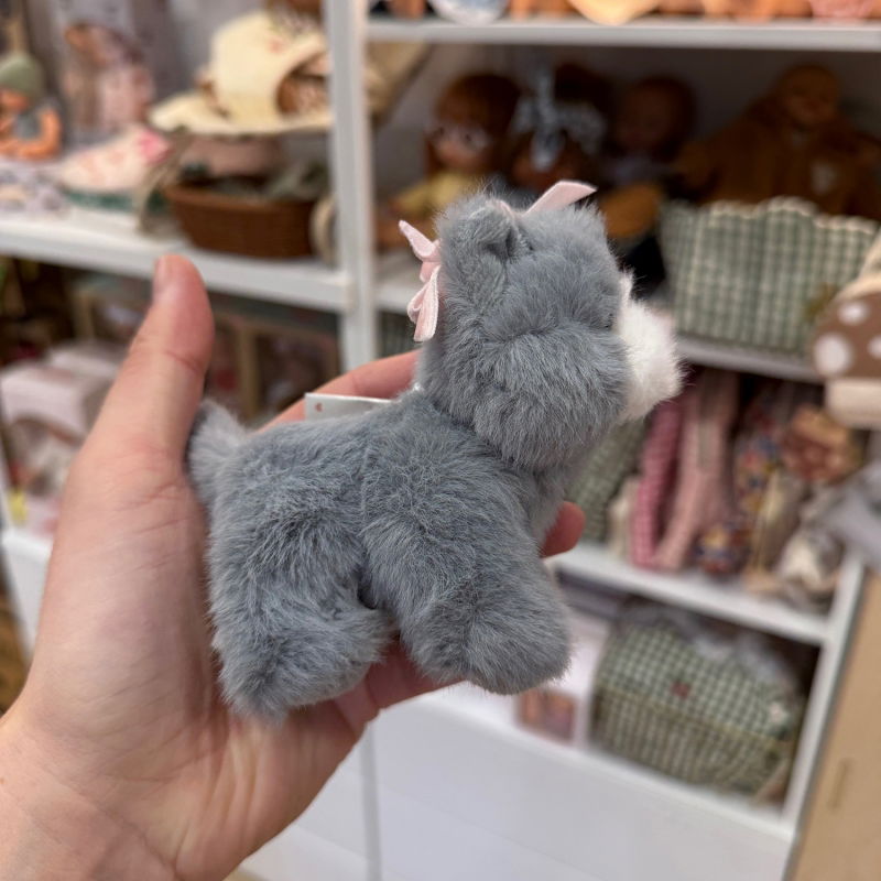 Bébés animaux | Chat gris