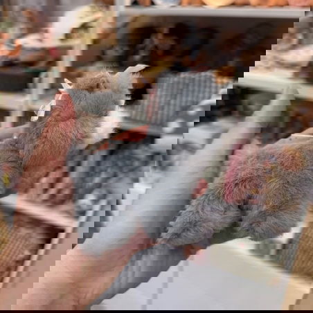 Bébés animaux | Chat gris - Konges Slojd