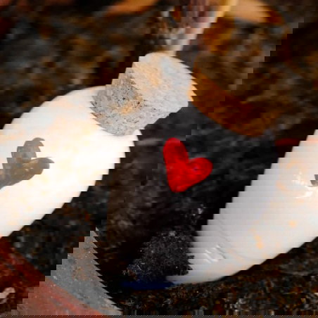 Olla | Coeur - Pepin