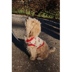 Gilet pour chien en tricot cerise