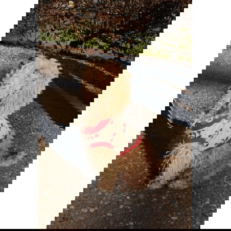 Gilet pour chien en tricot cerise - Konges Slojd