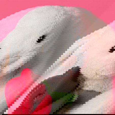 Bashful 31 cm | Rose rouge - Jellycat