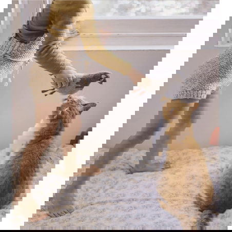 Doudou pigeon - Main Sauvage