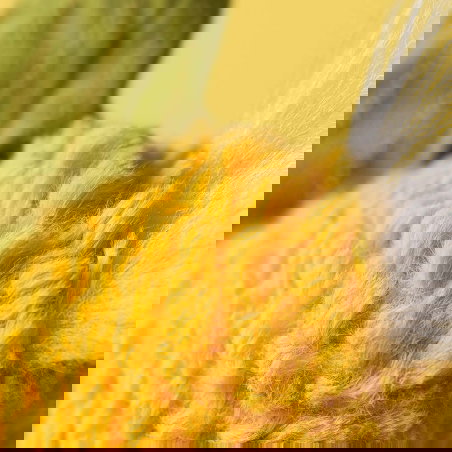 Amuseable | Sweetcorn - Jellycat