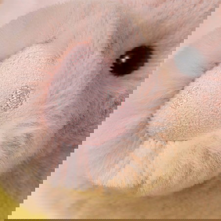 Doudou Cochon Smudge - Jellycat