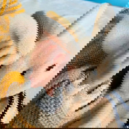 Lapin Dorlotin | Beige - Mailou