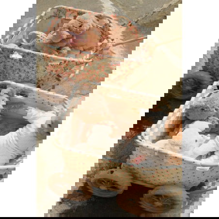 Chariot poussette-wagon | Vienna - Konges Slojd