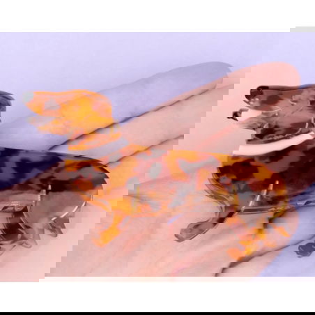 Grande pince à cheveux | Teckel - Coucou Suzette