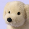 Chien Golden