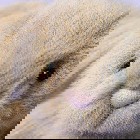 Petit Lapin Flufflet 18 cm | Avoine