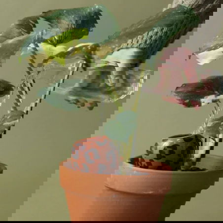 Olla | Léopard macchiato - Pepin