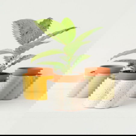 Pot autonome Paulita| Blanc grainé - Pepin