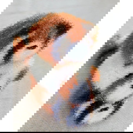 Eponge vaisselle | Raton laveur beige - JoliPoom