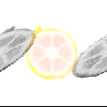 Eponge vaisselle | Pamplemousse - JoliPoom