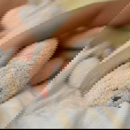 Peluche Phoque Veilleuse Musicale | Sablé