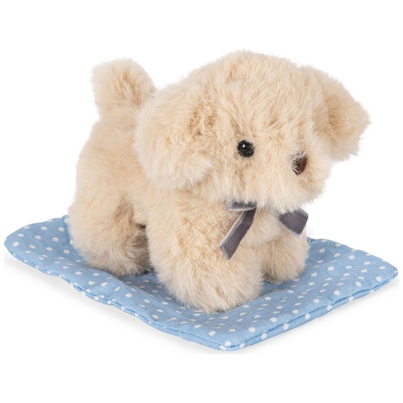 Animal dans sa boite | Chien blanc