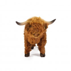 Vache Highland
