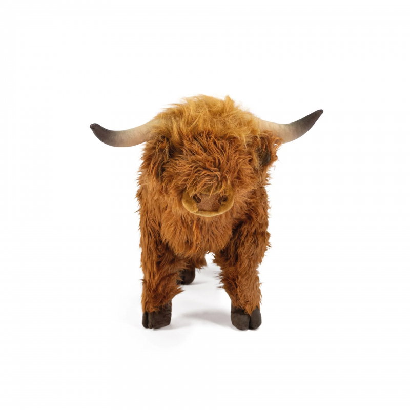 Vache Highland