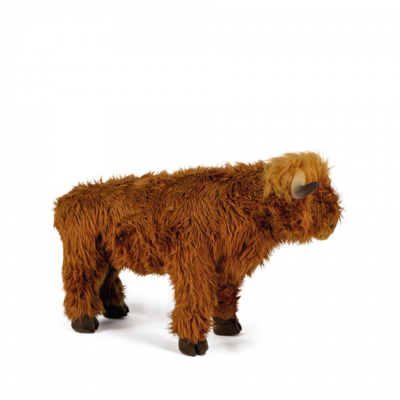 Vache Highland