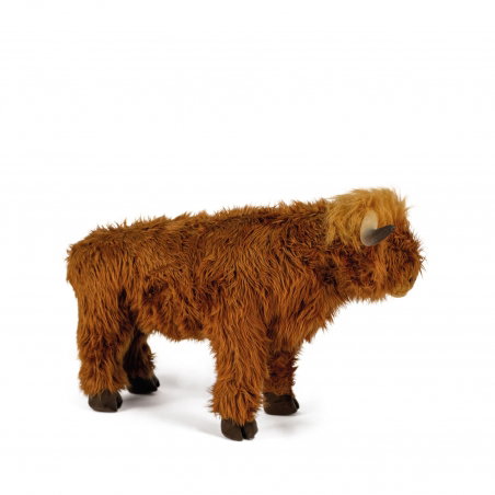 Vache Highland - Wild and soft